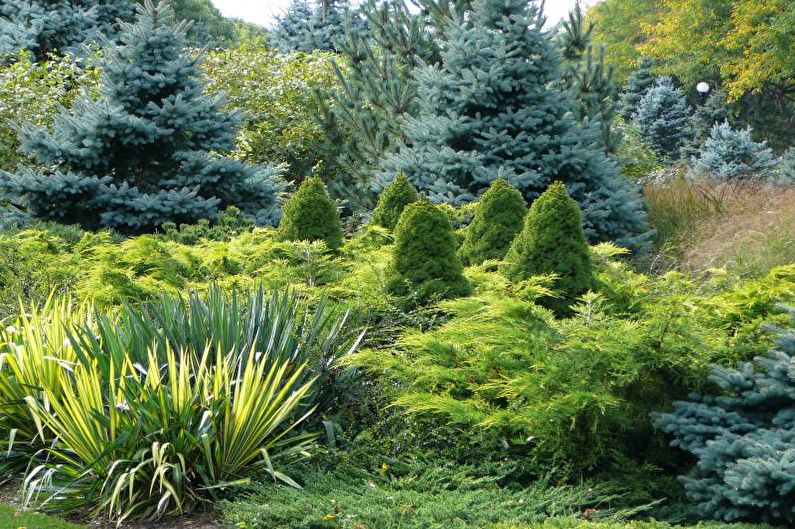 Conifers cho cảnh quan - Hình dạng và kích thước
