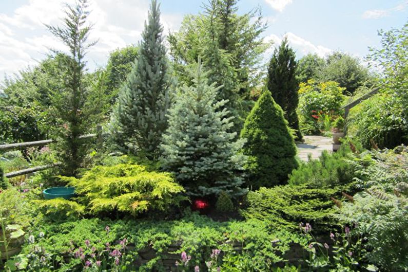 Conifers cho cảnh quan - Hình dạng và kích thước