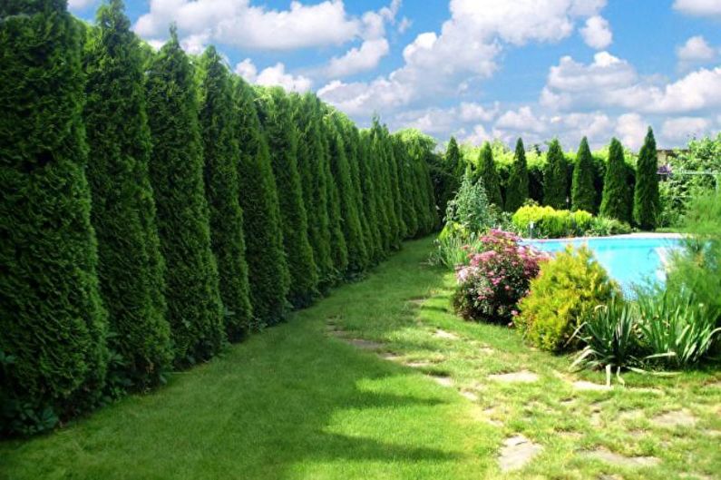 Conifers for Landscaping - Functional use of conifers