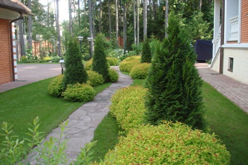 Conifers for Landscaping - Functional use of conifers