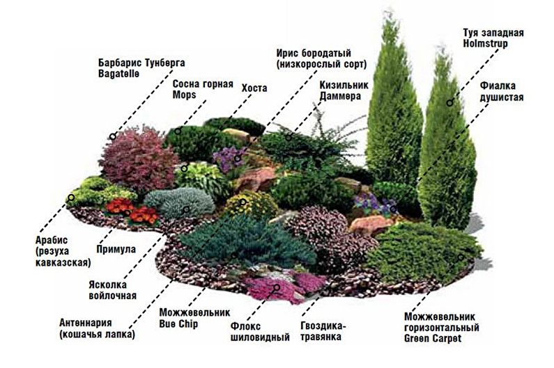 Diapositiva alpina de bricolaje: cómo elegir plantas