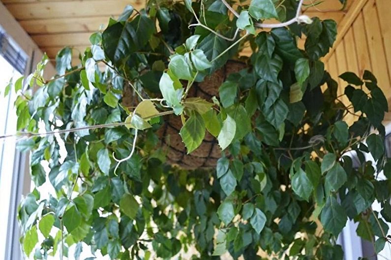 Cissus - pnące rośliny domowe, ozdobne o małych liściach