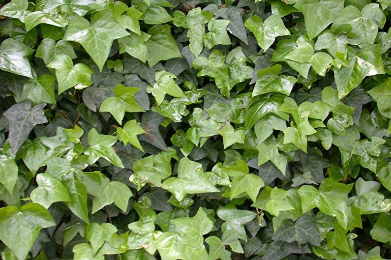 Hera comum - Plantas de interior, pequenas folhas decorativas