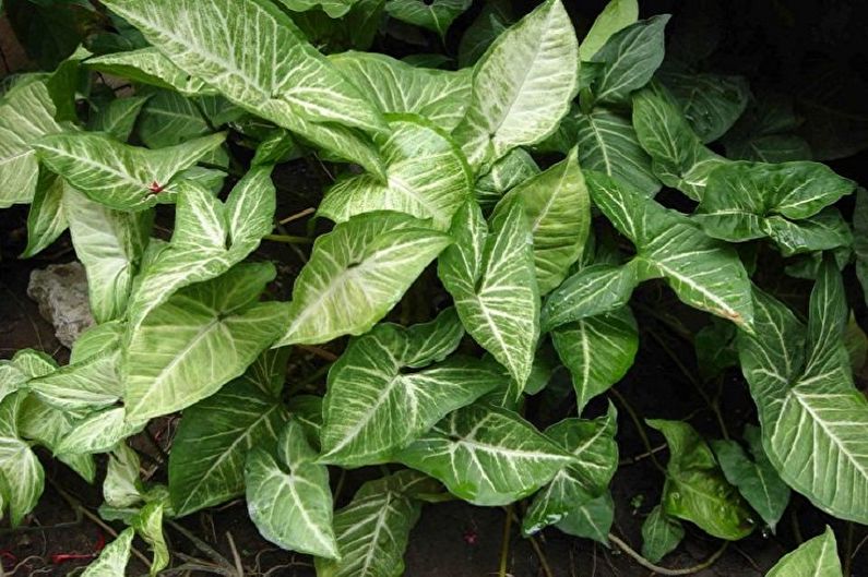 Singonija - sobne biljke, ukrasne i listopadne