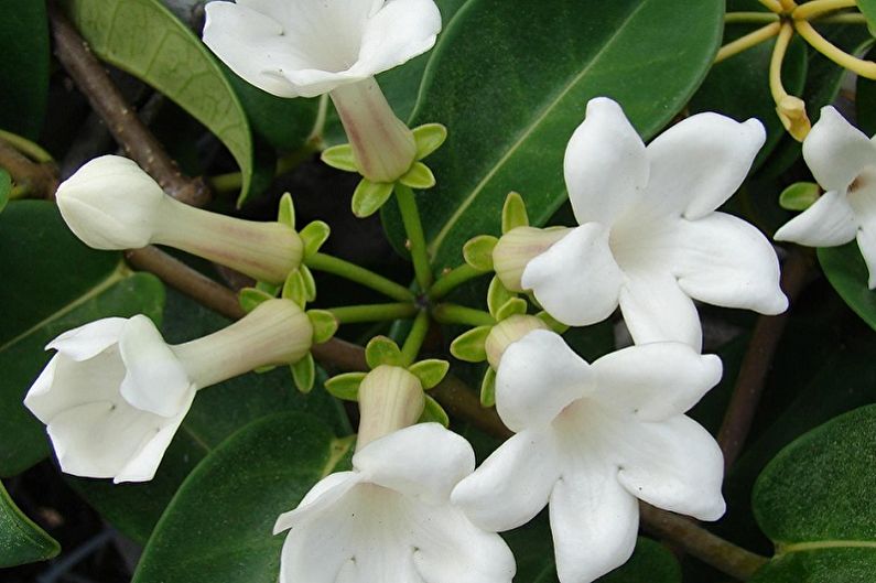 Stefanotis - Hegymászó szobanövények, amelyek virágzik