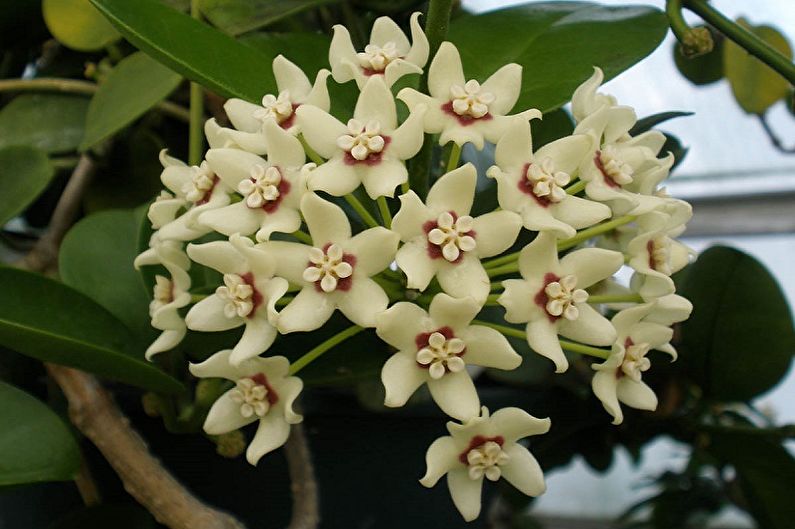 Hoya - Lockiga krukväxter som blommar