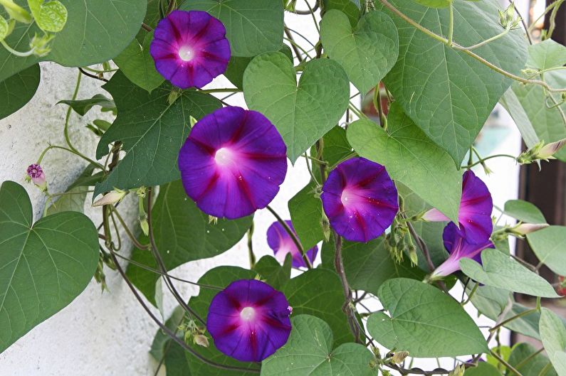 Ipomoea tricolor - klättrande växter som blommar