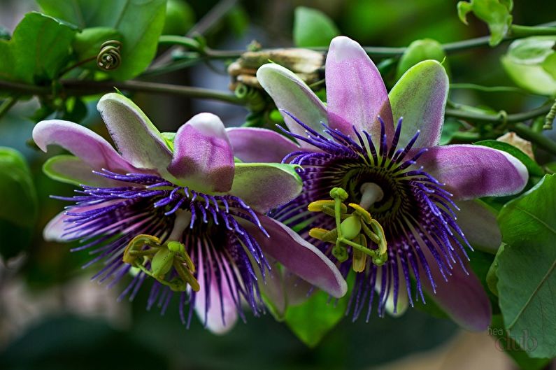 Passiflora - lezecké pokojové rostliny, zvláště náročné pokojové popínavé rostliny
