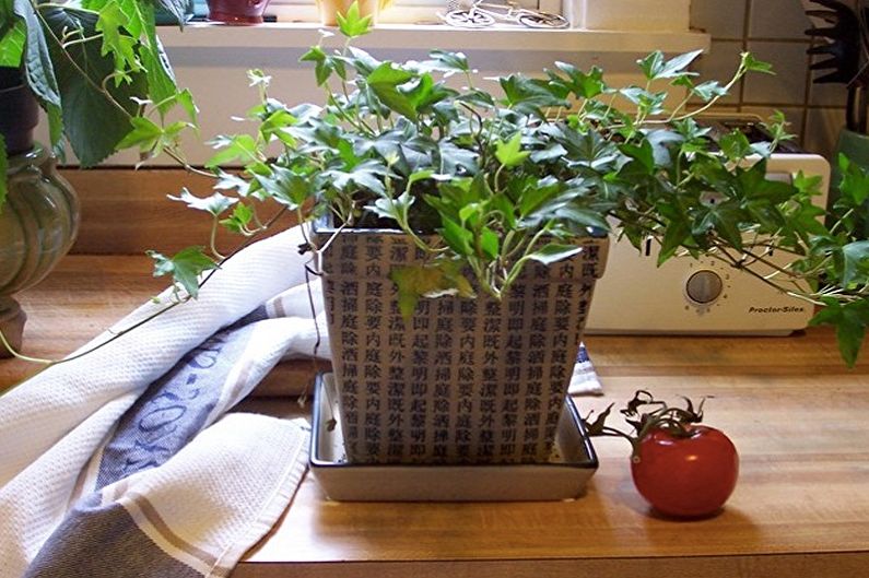 Kudrnaté pokojové rostliny - foto