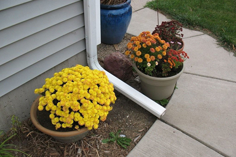 Chrysanthemums - Bekjempelse av skadedyr og sykdommer