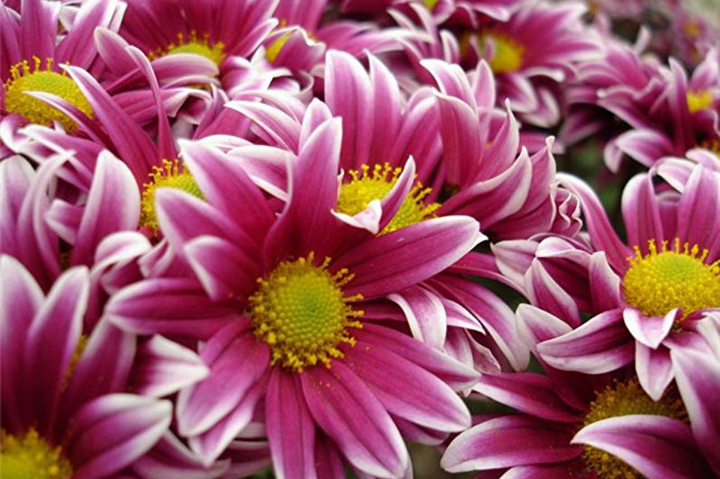 Chrysanthemums - foto