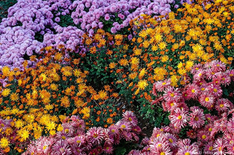 Chrysanthemums - larawan