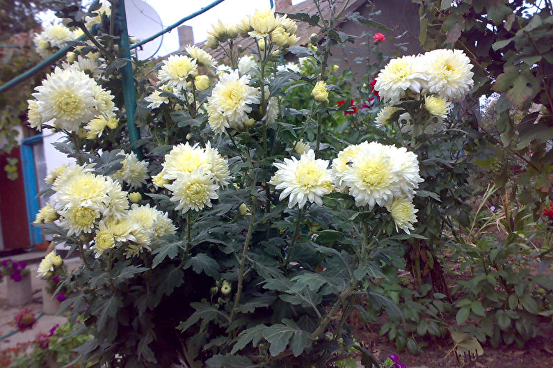 Chrysanthemums - foto