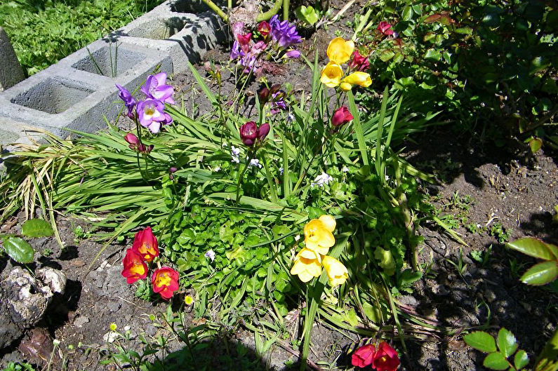 Freesia trong thiết kế cảnh quan và trồng hoa